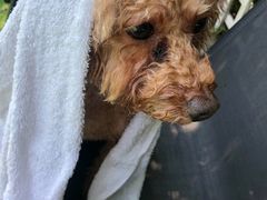 -汪说喵讲宠物乐园宠物酒店(红星美凯龙店)