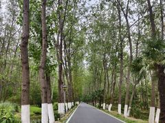 -合肥滨湖国家森林公园