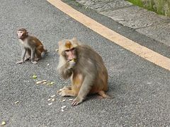 -黔灵山公园