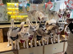 -Husky Go! 哈士奇体验馆·宠物咖啡厅狗咖