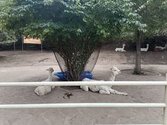 -沈阳森林动物园