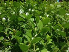 -青岛第三海水浴场