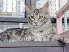-十年猫舍·猫咪专门店(普陀店)