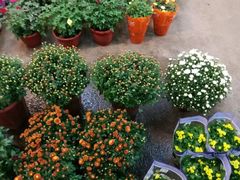 -双季花艺园艺市场(浦东店)