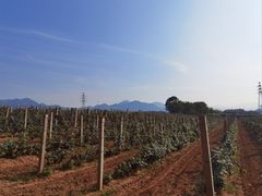 -北京张裕爱斐堡酒庄