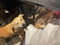 -百好乐宠物友好餐厅(朝外大街店)