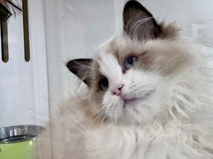 -青奢宠物·青奢猫舍