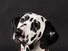 -陆记牛庄·碳锅龙虾烧烤(爱上花园店)