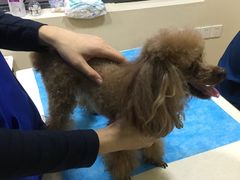 -芭比堂宠物医院·全科爱猫医院·仁德分院