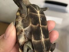 -pd派德宠物中心医院24H急重症·眼科中心·血液透析中心(嵩山北路店)