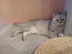 -猫儿山۰猫主题餐厅