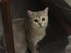 -猫色咖啡·猫咖