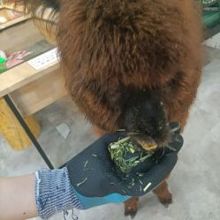 点击看大图 -神奇动物撸宠馆·羊驼·小浣熊·异宠(豫园店)