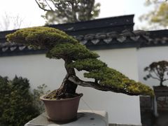 盆景园-上海植物园