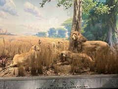 -美国自然历史博物馆