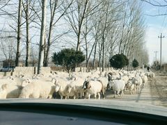 -昌平兴寿秀秀草莓采摘园