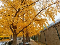 -三里屯东五街银杏大道