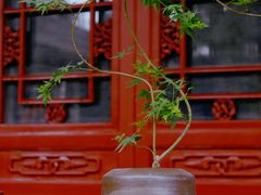 -大觉寺-停车场