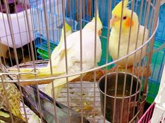 -双季花艺园艺市场(浦东店)