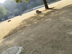 -苏州上方山国家森林公园