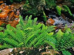 -五女峰国家森林公园