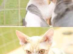 -帕帕拉兹宠物(亚洲旗舰店)