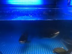 -姜君·千岛湖鱼头馆(浦东大道店)