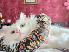-达爱动物医院·犬猫分区·CT·复杂眼科(远洋山水分院)