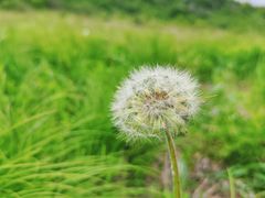 -白草畔自然风景区