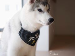 -Husky Go! 哈士奇体验馆·宠物咖啡厅狗咖