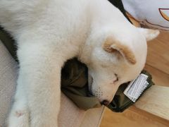 -柴犬小屋·柴餐厅·狗咖食堂(金鼎广场店)