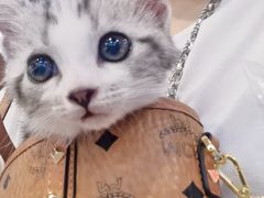 -四月宠物医院·猫专科·心脏专科·内科(转塘店)