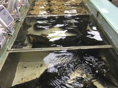 -盒马渔市餐厅