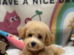 -樱桃家的宠物店(君安花园店)