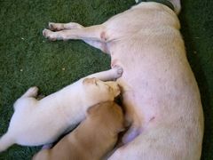 -大象营野Life营地·钓虾(坦尾店)