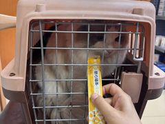 -宠福鑫动物医院(城北分院)