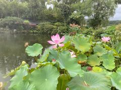 -杭州西湖柳莺里酒店·闻莺厅