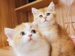 -钦宠·猫咪售卖·洗护·寄养(东圃旗舰店)