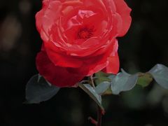 -香蜜公园