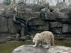 -北京野生动物园