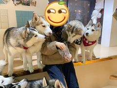 -Husky Go! 哈士奇体验馆·宠物咖啡厅狗咖