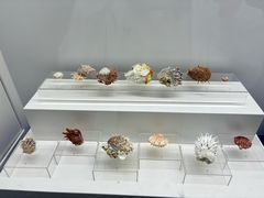 -贝壳王国博物馆