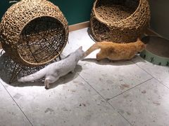 -飞行喵MR PILOT|猫舍·猫咖(静安大融城店)