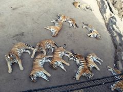 -大连森林动物园