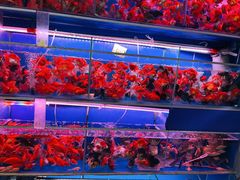 -清平路水族市场