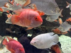 -太平洋海底世界