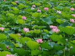 -荔湾湖公园