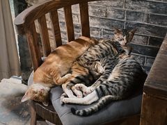 -老屋咖啡