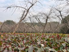 -同里国家湿地公园