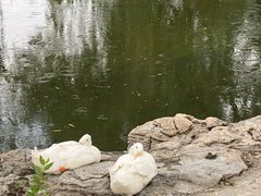 -莲花池公园